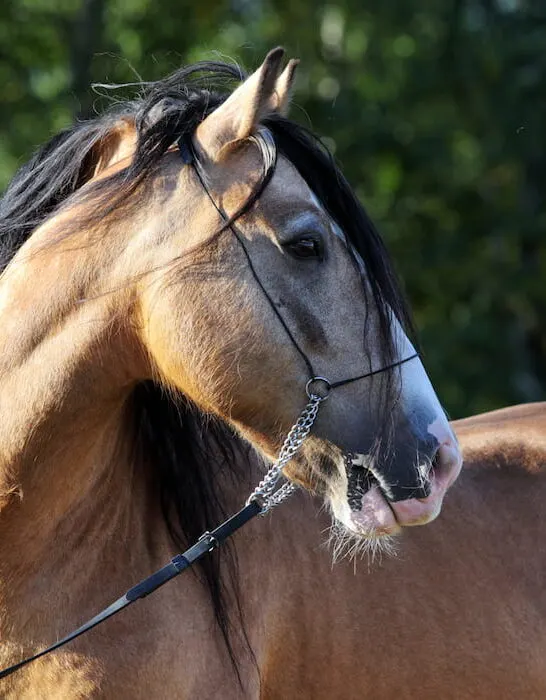 Paso Fino horse breed