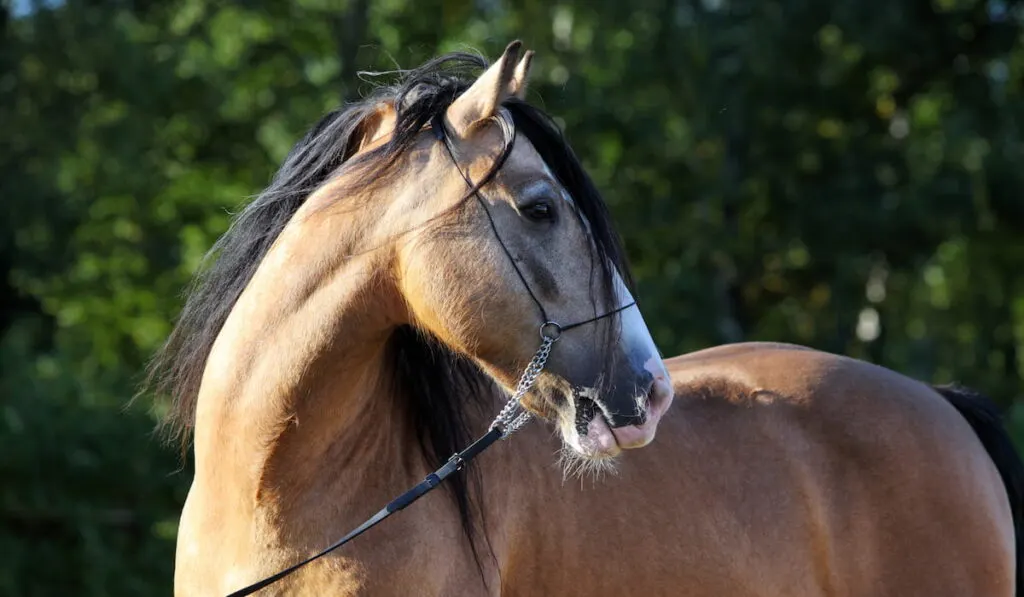 Paso Fino horse breed