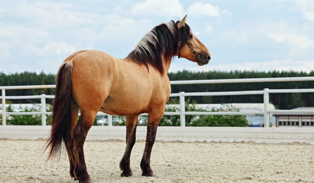 Paso Fino horse