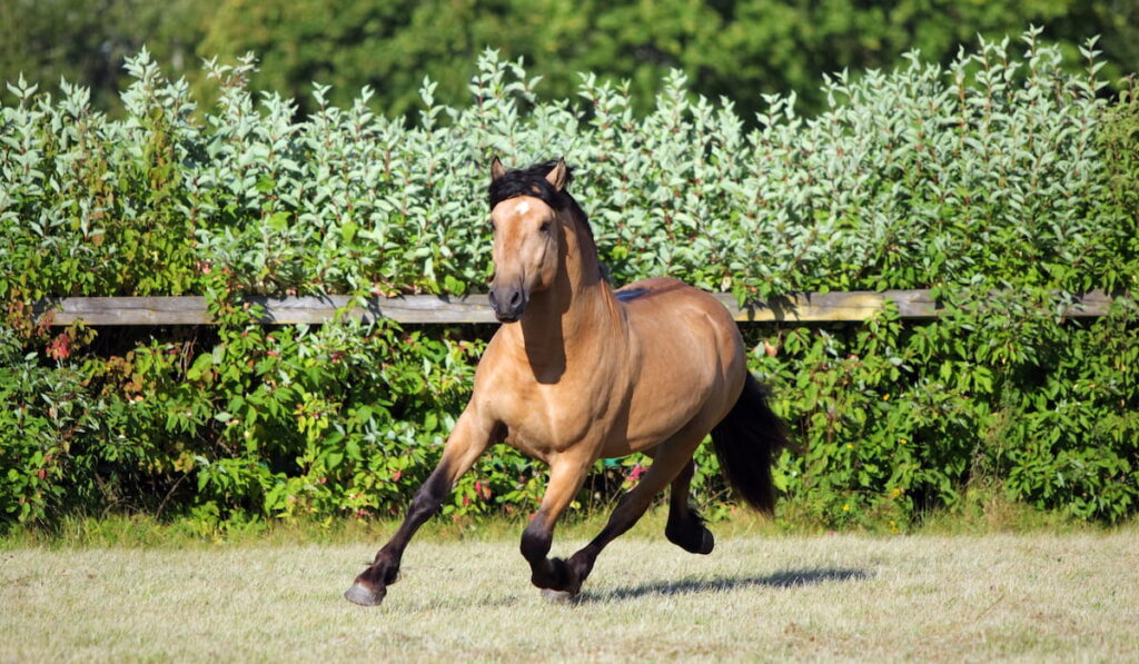 Paso Fino 