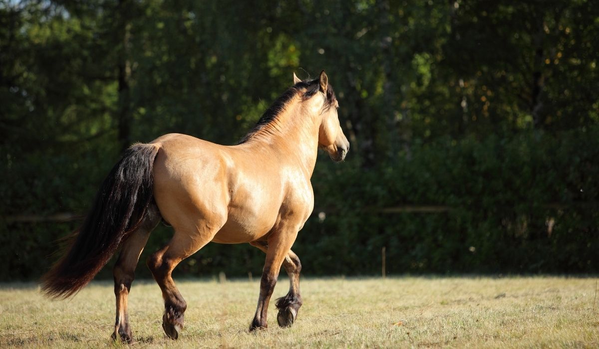 Paso fino Horse in the field
