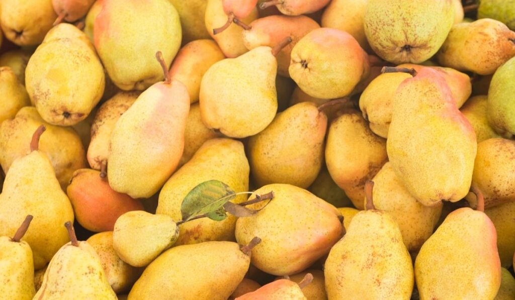 Bunch of pears