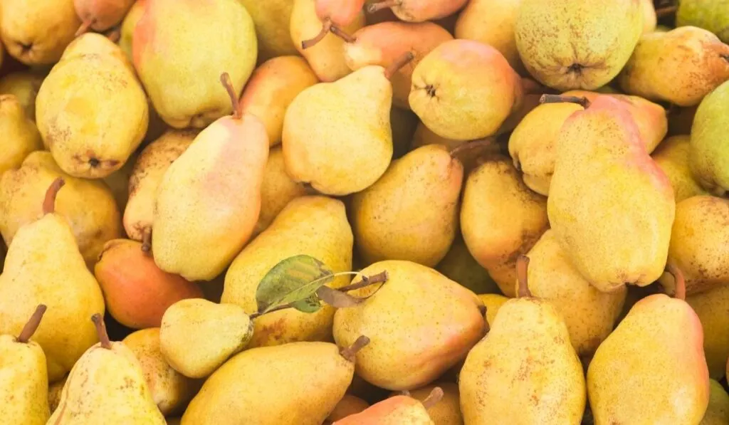 Bunch of pears