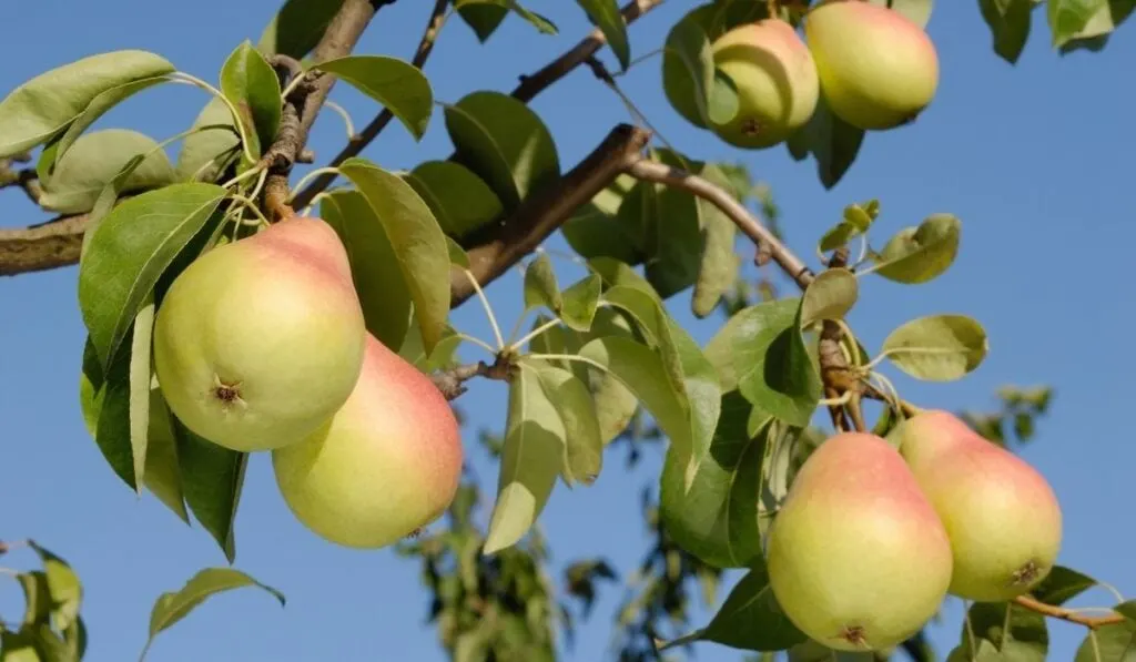 Pears Tree