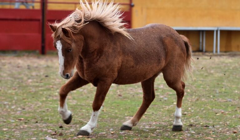 11 Stunning French Horse Breeds - Helpful Horse Hints