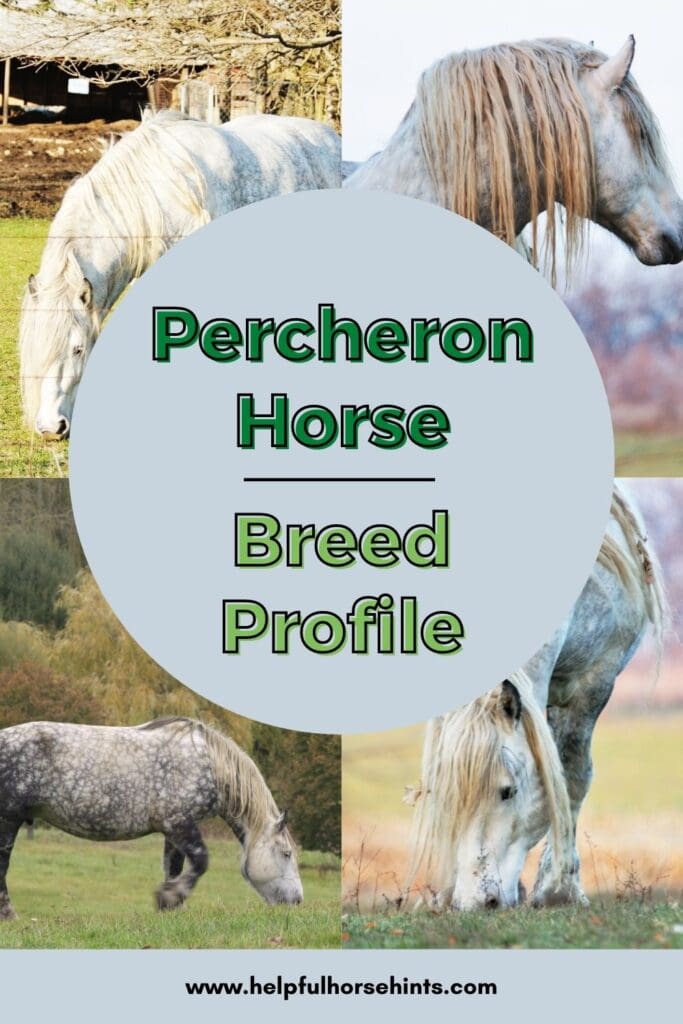 Pinterest pin - Percheron Horse Breed Profile