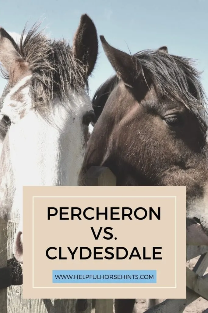 Pinterest pin - Percheron Vs. Clydesdale