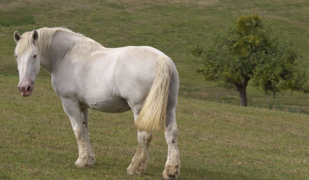 Percheron White Horse