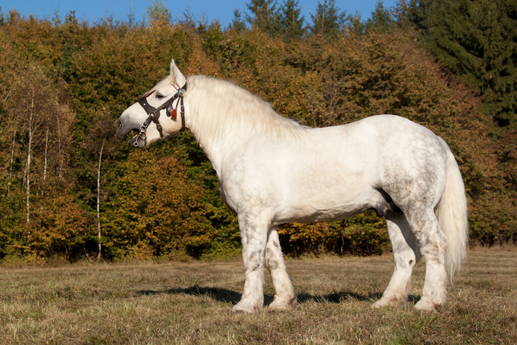 percheron white horse
