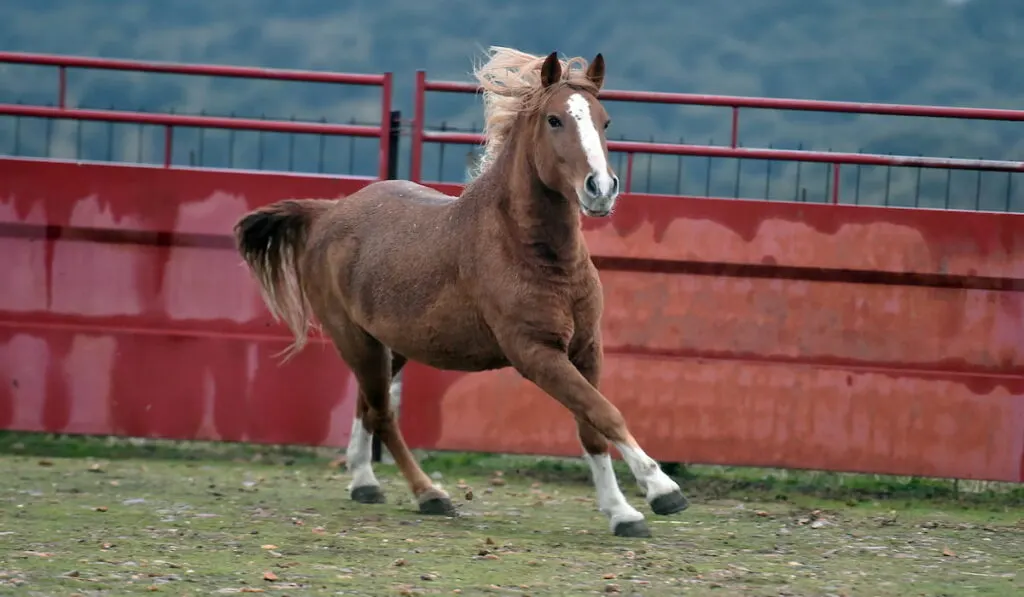 Percheron horse running 