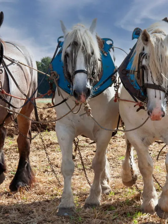 Percheron horses