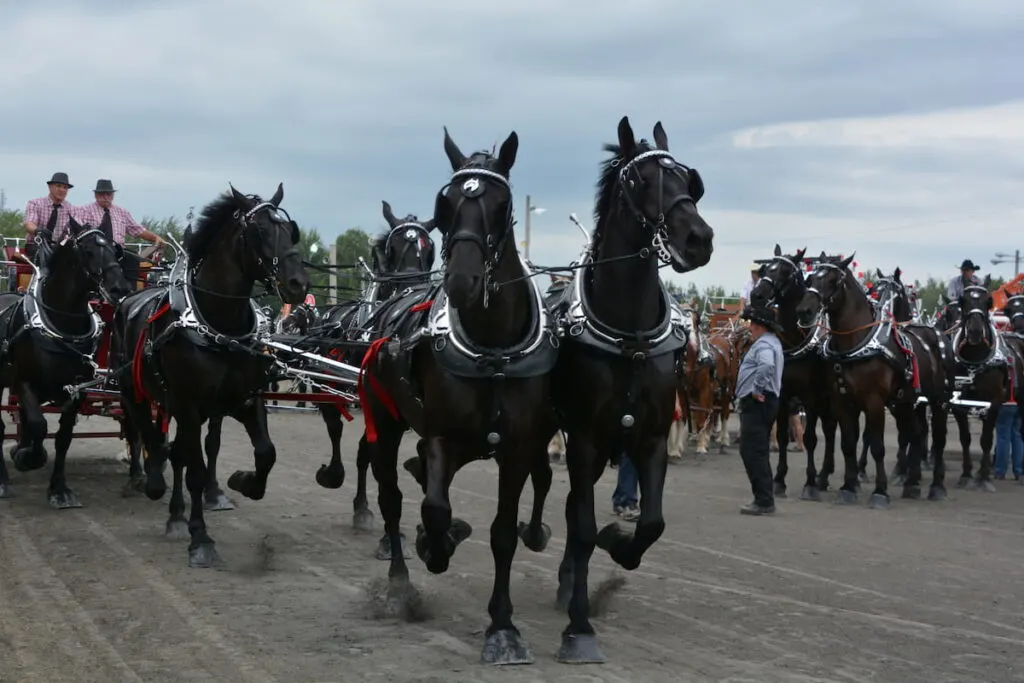 Percherons horse on parade 