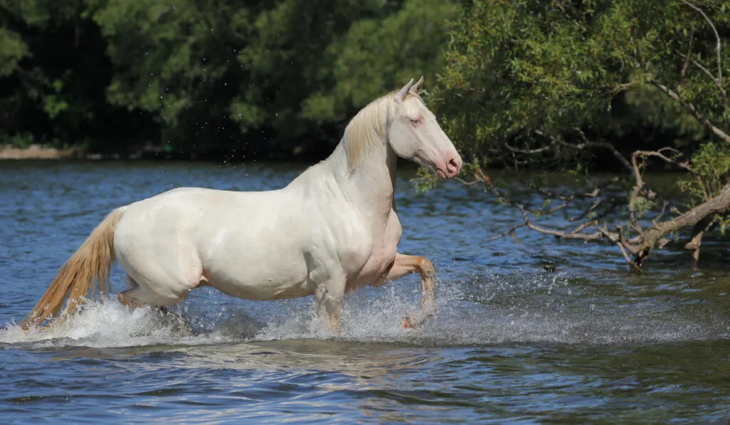 Perlino Horse in Water