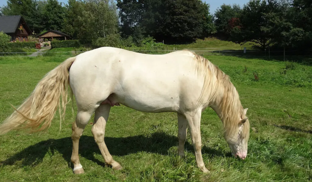 Perlino Kentucky mountain saddle stallion eating grass in paddocks