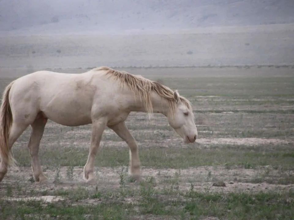 Smokey Cream horse grazing 