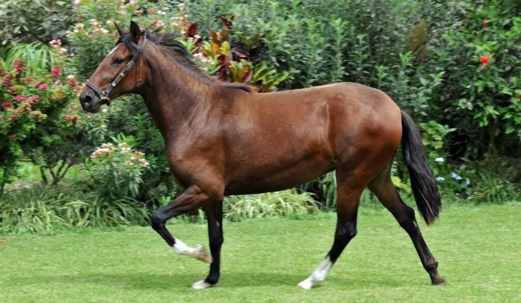 Peruvian Paso Horse