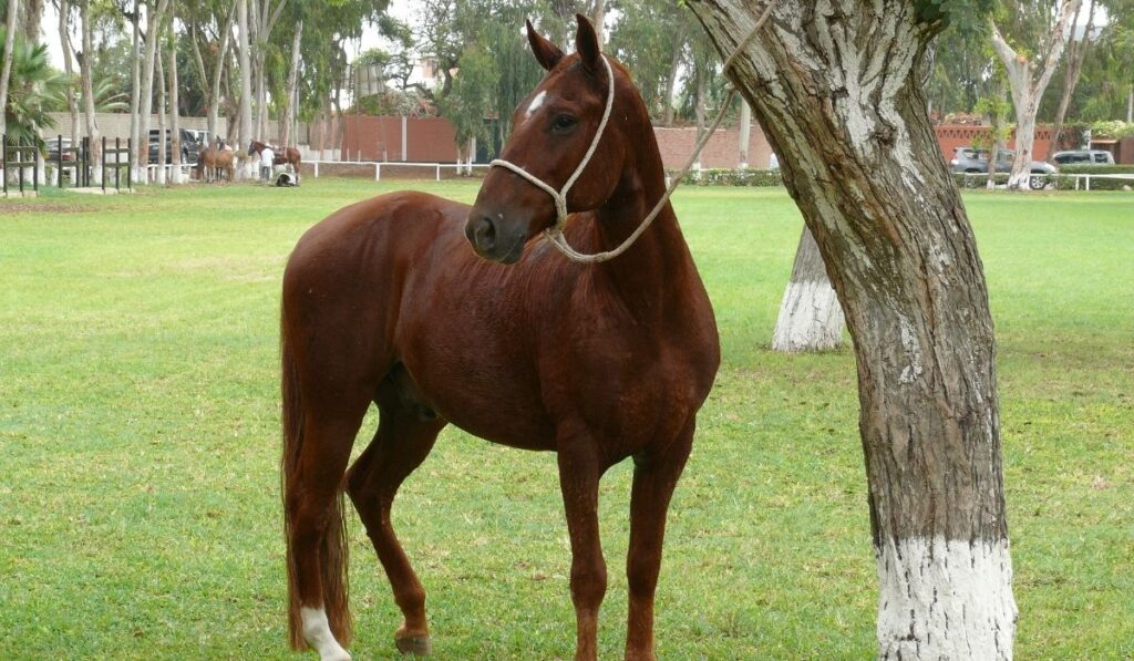 Peruvian Paso Horse Breed