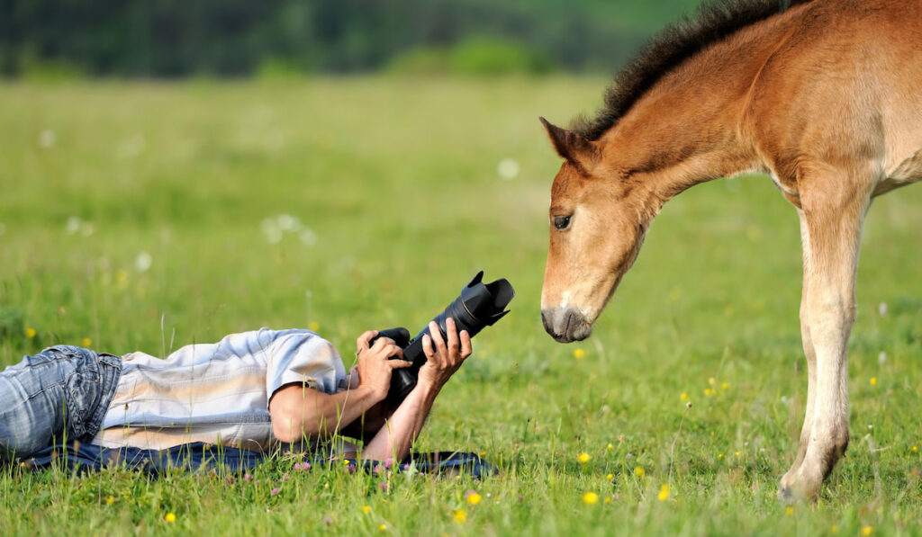 Photographer on the ground with his camera taking a closeup photo of a horse face 