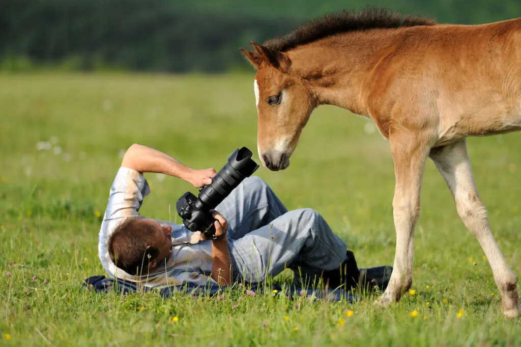 Photographer with telephoto lens on the ground taking photo of a foal
