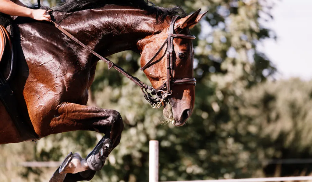 Picture of riding horse jumping over obstacle