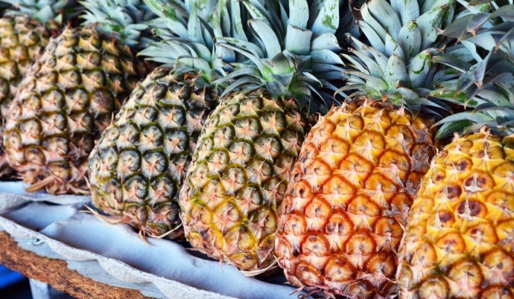 Row of Pineapples