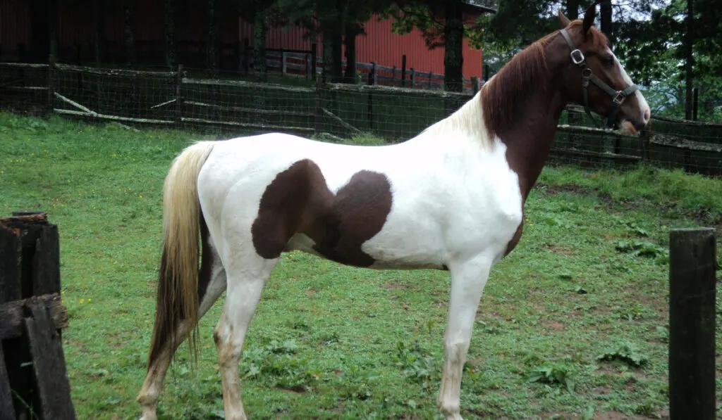 Pinto American Saddlebred Horse standing
