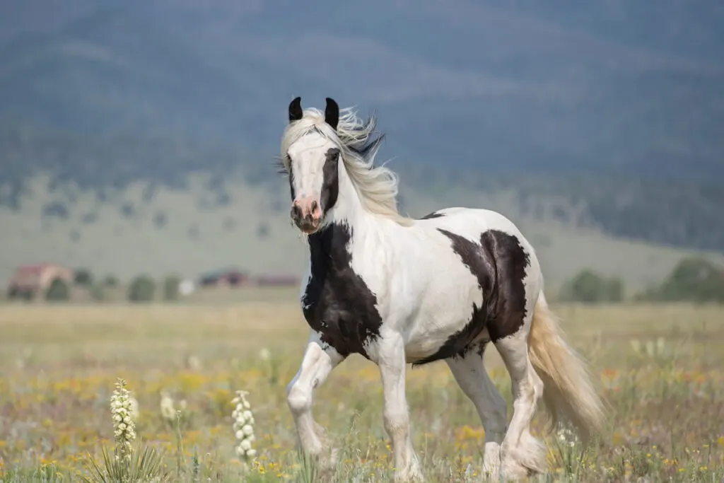 Pinto Gypsy vanner in the meadow