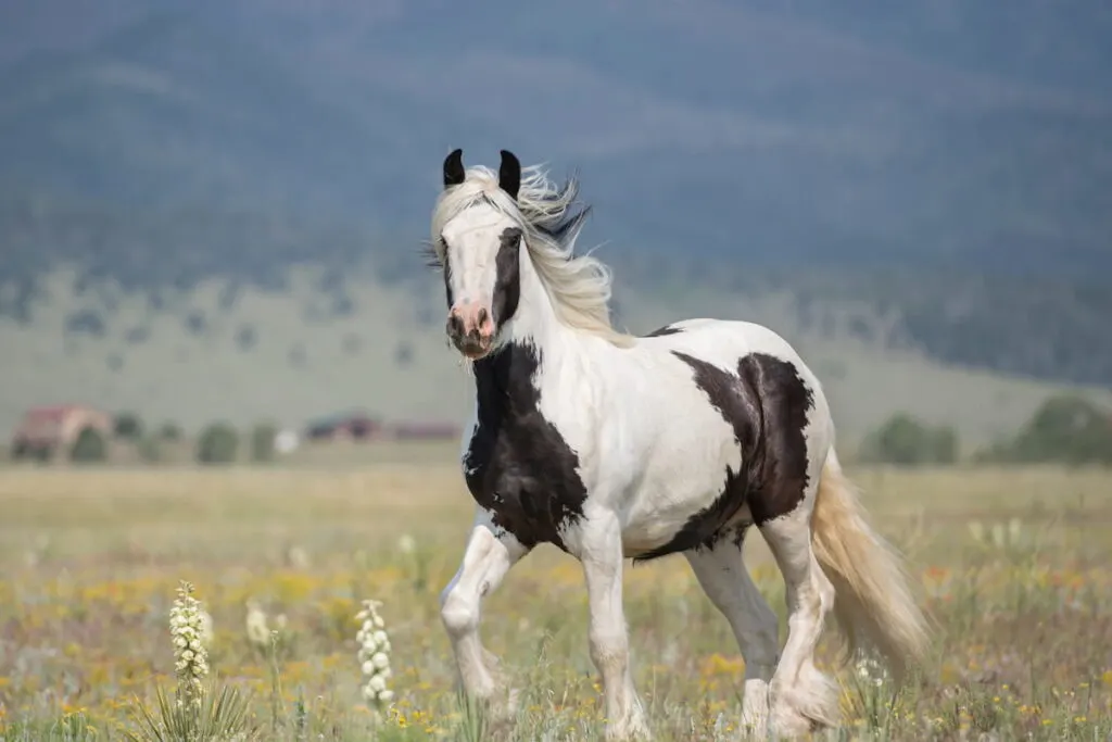 Pinto Gypsy Vanner in Meadow