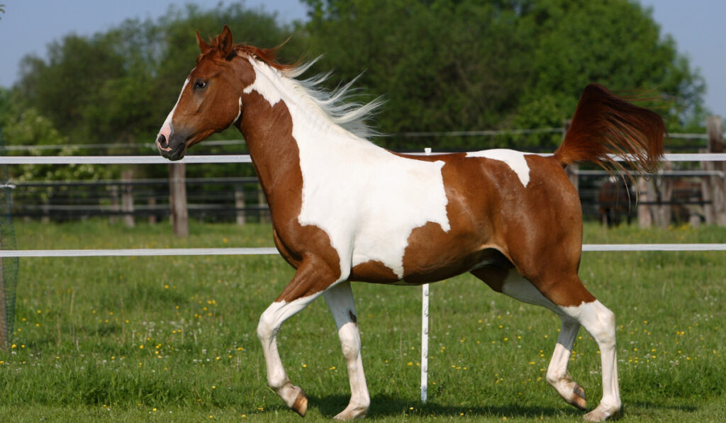 Pinto arabian horse on meadow
