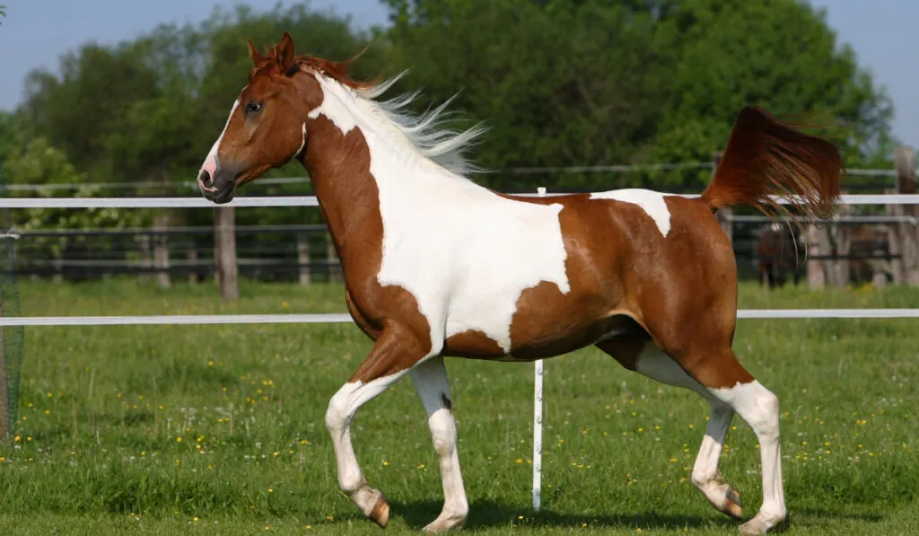 Pinto arabian horse on meadow