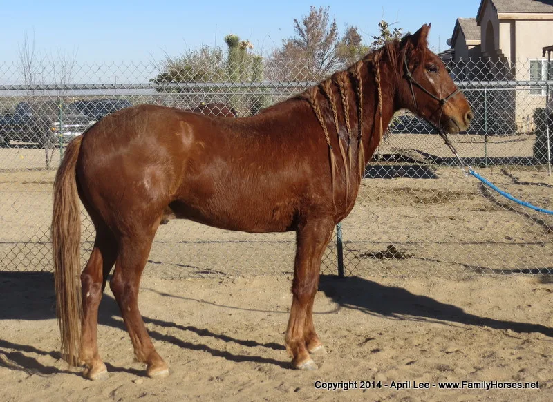 Pistachio after brushing his mane out