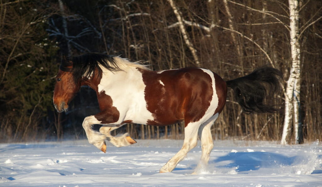 Playful pinto draft horse