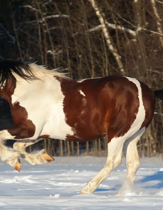 pinto draft spotted horse on the snow