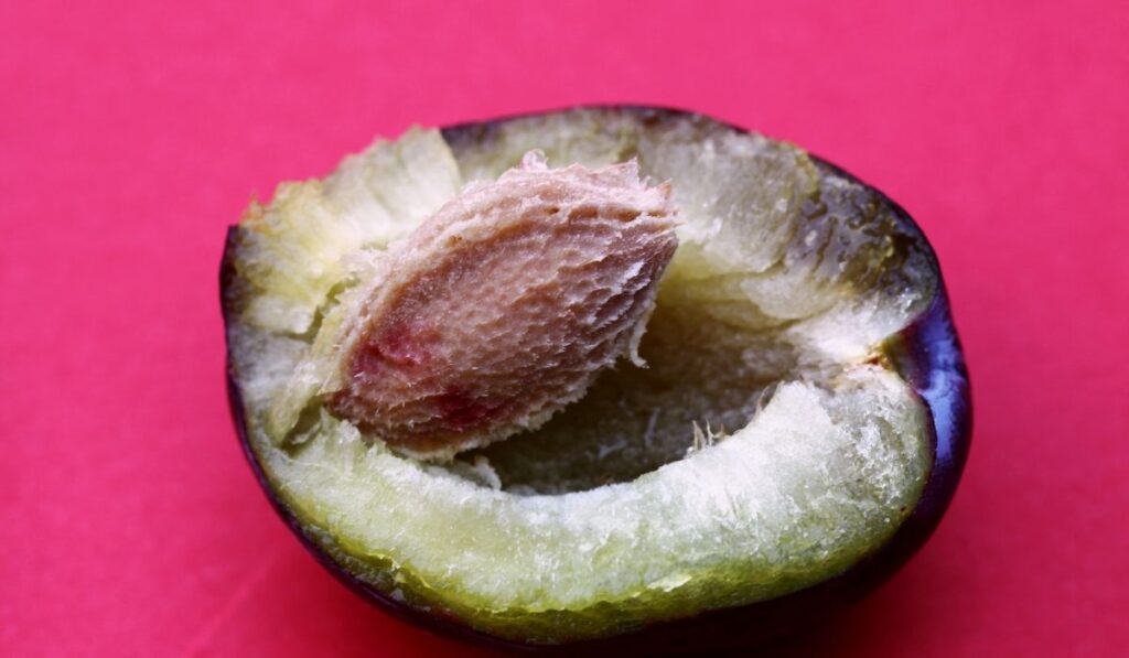 Plum Pits