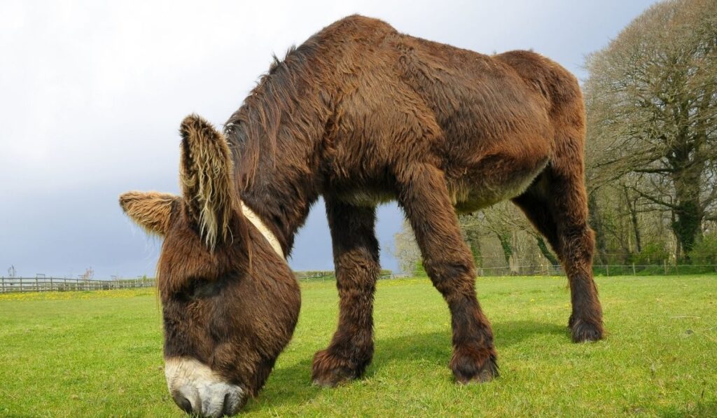 Poitou Donkey