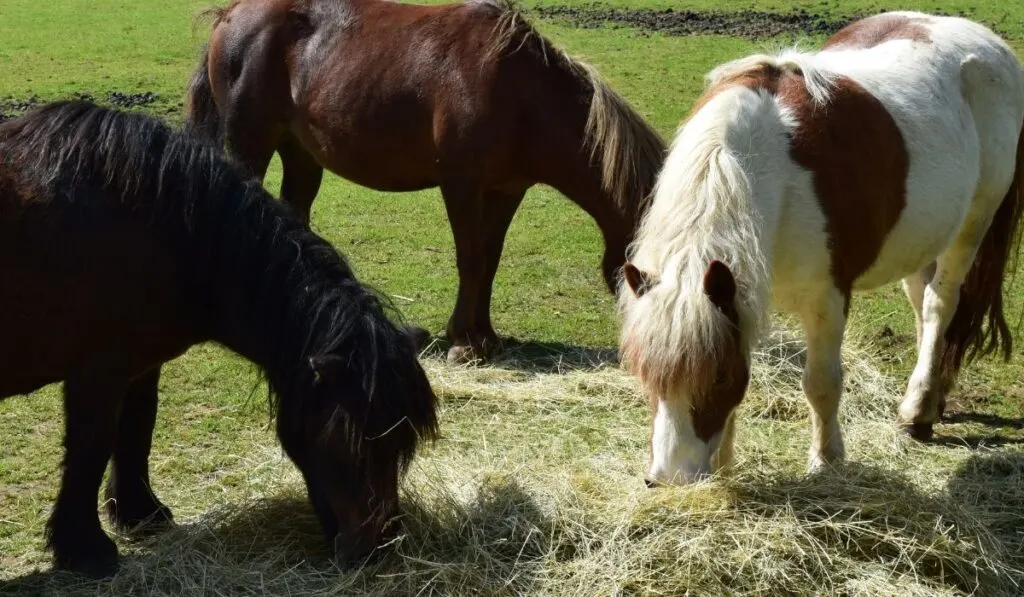 Ponies eating hay