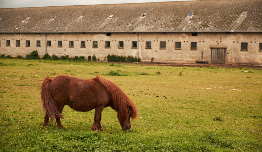 Ponies eating in the pasture  