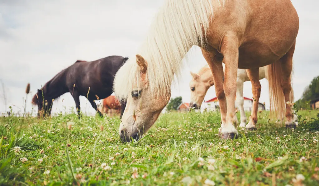 Ponies in the pasture 