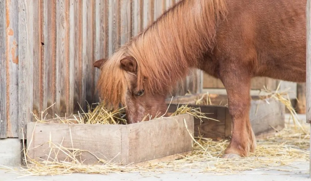 Pony eating Grass Hay