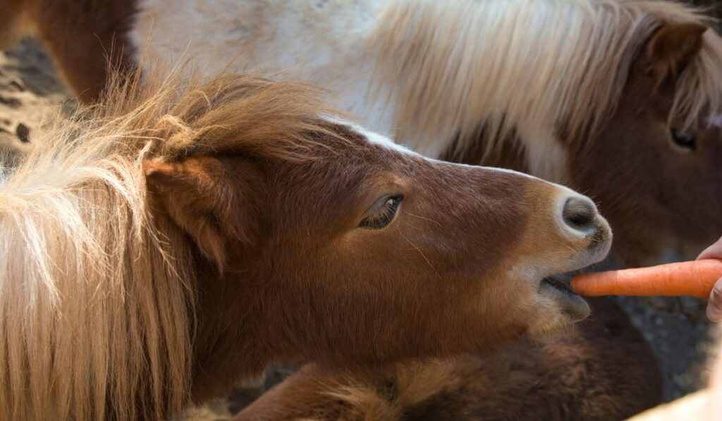 Pony eating carrots treats