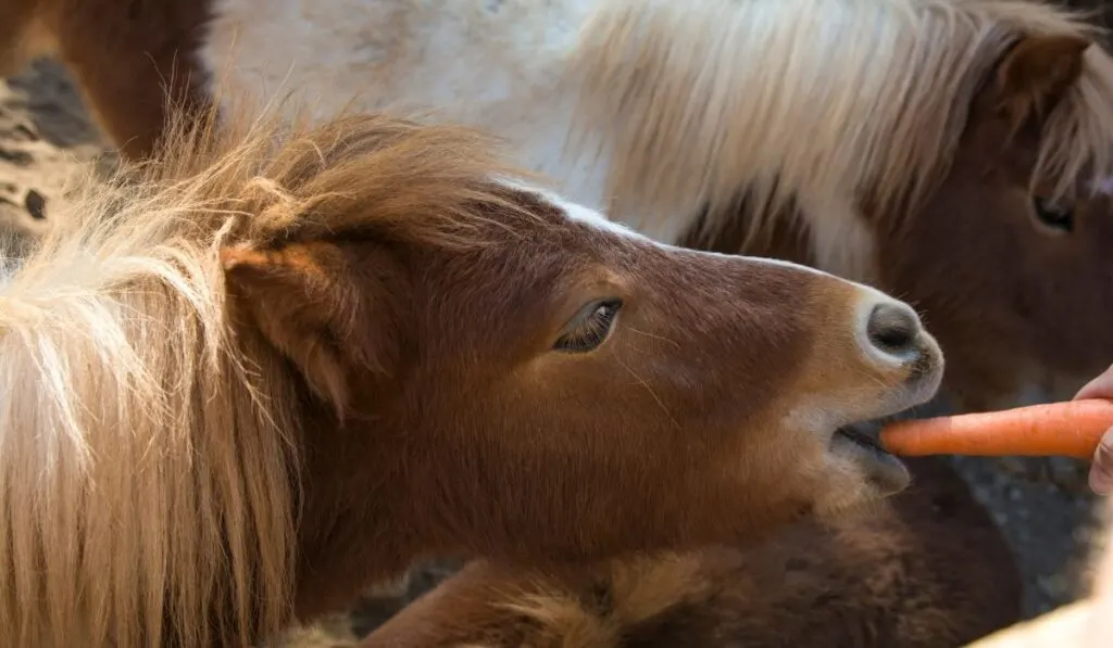 Pony eating carrots treats