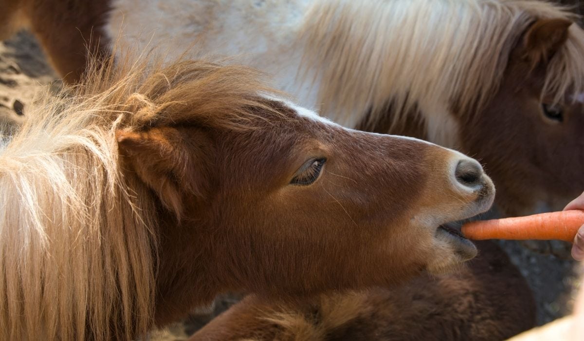 When Is A Horse Considered A Senior? Caring for your Older Horse