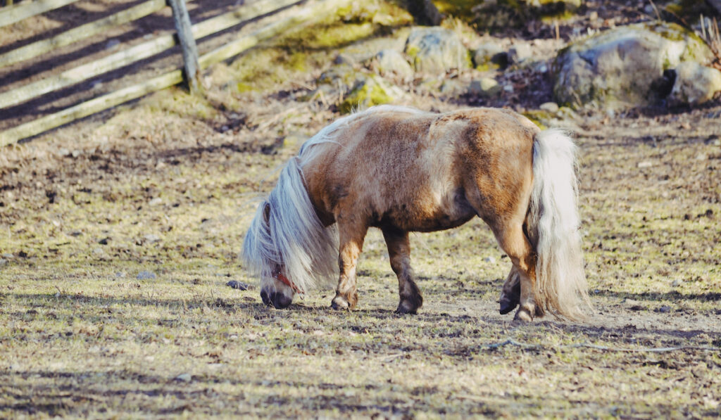 Pony grazing in an open field at the farm 