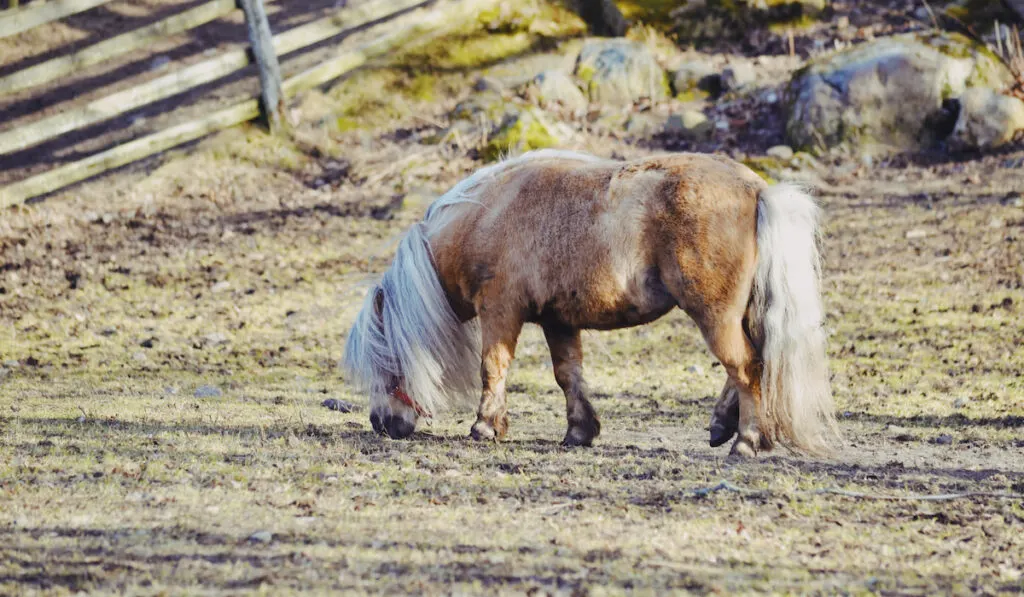 Pony grazing in an open field at the farm 