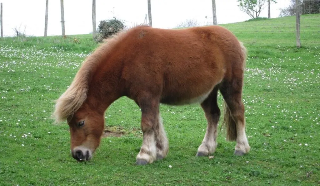 Pony in grass field