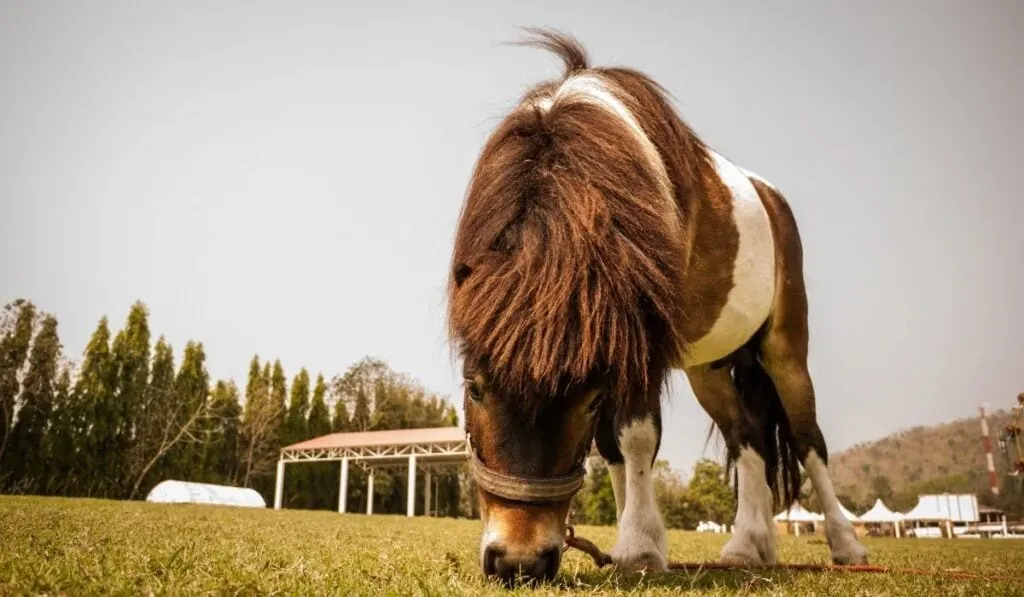 Pony in the field