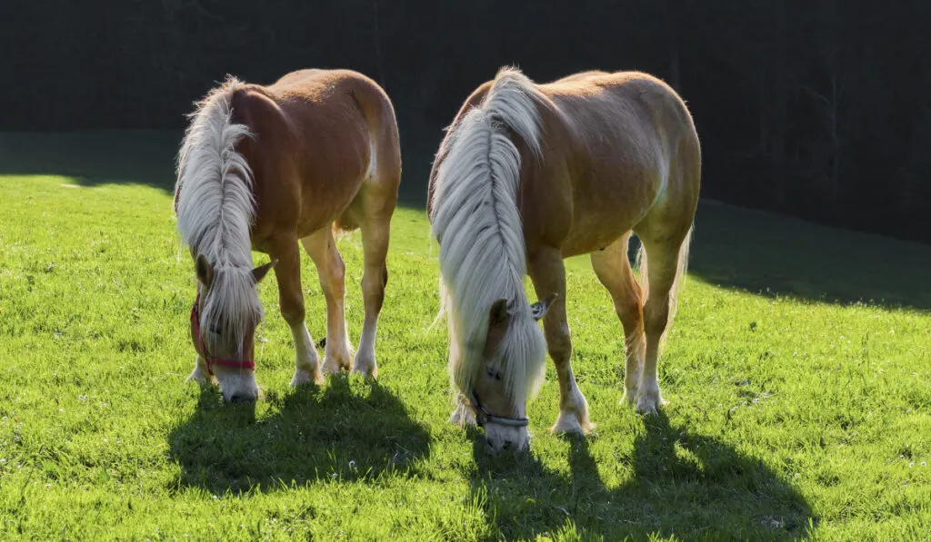 Ponys grazing on a green field