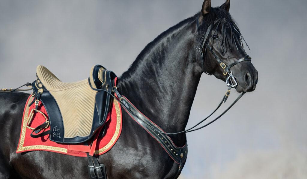 Portrait closeup of black Andalusia horse with portudal saddle in sunrise fog