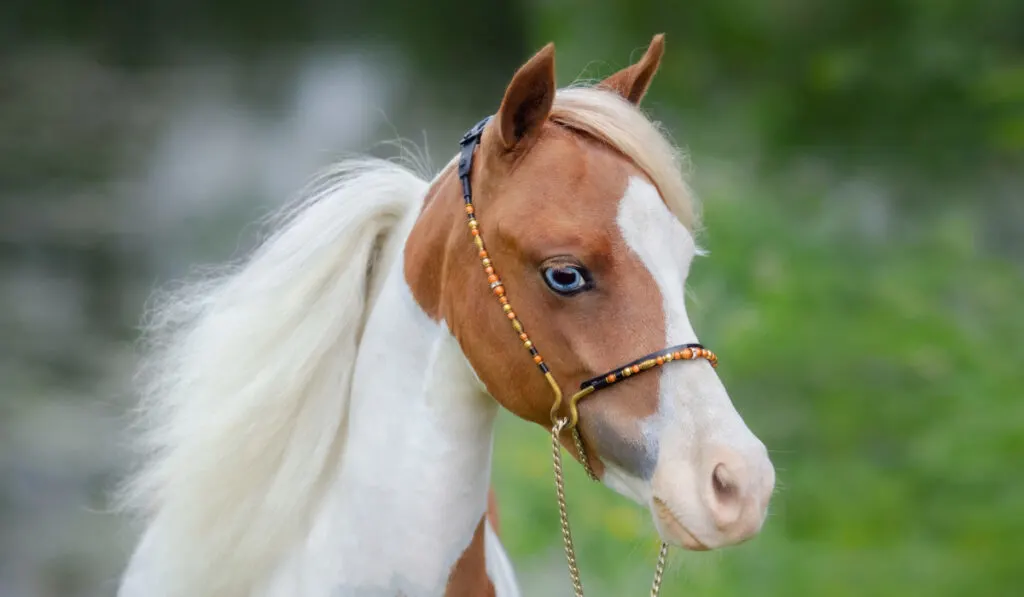 Portrait closeup of paint American Miniature Horse. ee220329