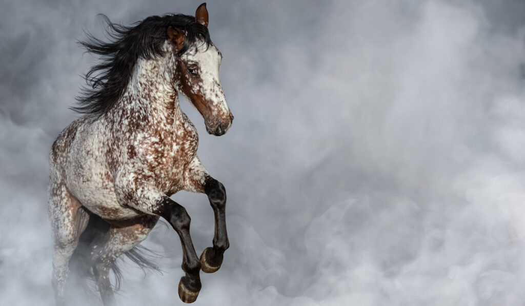 Portrait of Appaloosa horse in light smoke